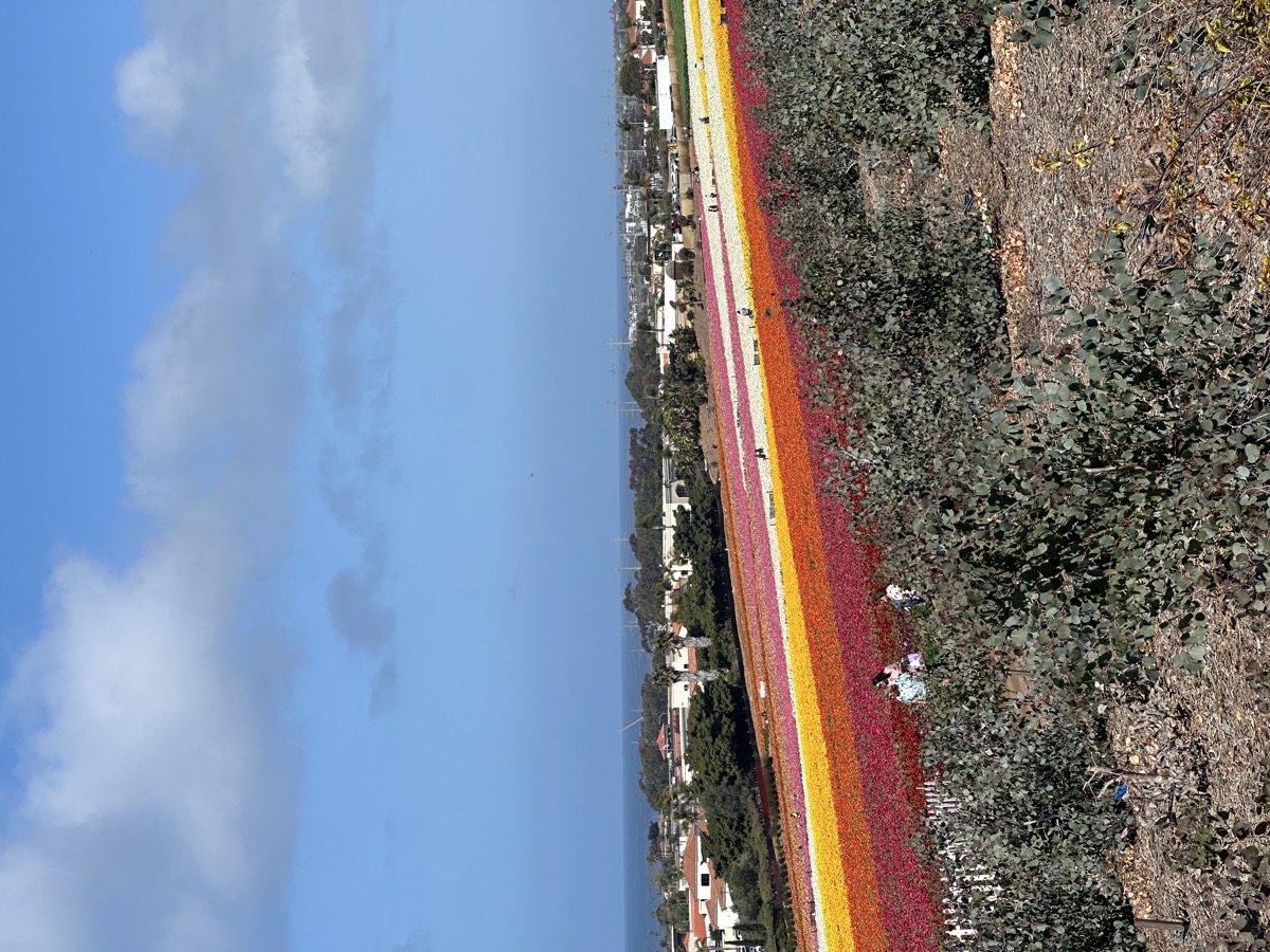 Carlsbad Flower Fields